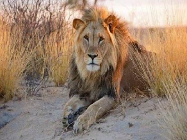 Sư tử Kalahari