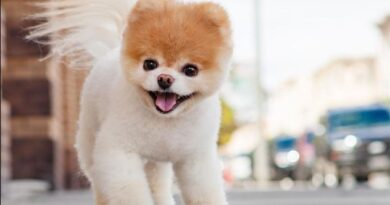 Chó con số mấy? Giải mã ý nghĩa và con số may mắn liên quan